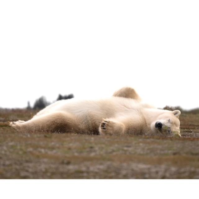 Bears Den Guest House II เชอร์ชิล ภายนอก รูปภาพ